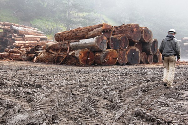 This is one of two log decks, large flat areas where logs are stockpiled. Big Creek owns some timberland but only enough to provide maybe 10% of the company’s needs. Most of the logs come from private landowners—who are paid based on the expected yield from each log delivered.