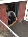In many older homes, access doors were built into the foundation for getting things in and out of the basement. They were generally an afterthought and most need to be replaced eventually. To replace the access door on this home, the author first removed an old door and frame that had rotted.