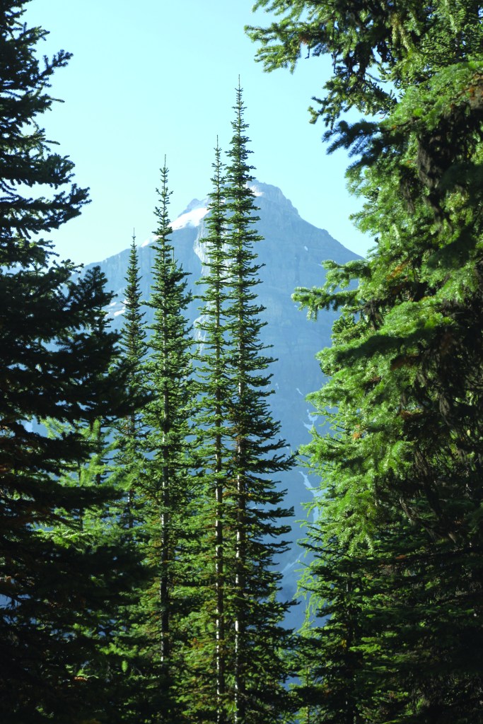 Old-growth trees near the tree line in the Canadian Rockies are tall and thin with dense trunks.