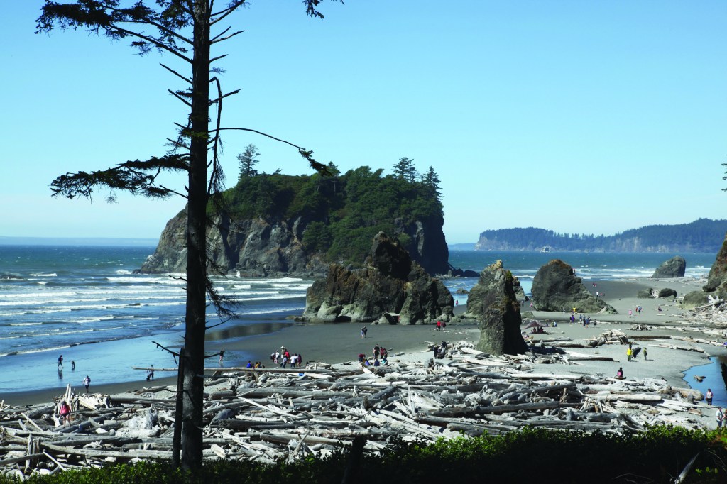 Huge driftwood trees  bleached to a silvery gray  by the salt and the sun  pile up randomly on the  beaches on the Pacific  coast of Washington  state