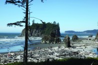 Huge driftwood trees  bleached to a silvery gray  by the salt and the sun  pile up randomly on the  beaches on the Pacific  coast of Washington  state