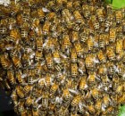 used under creative commons; from Flickr; bee ball