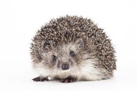 Hedgehog