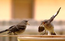 Mockingbirds arguing