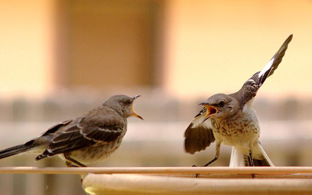 Mockingbirds arguing
