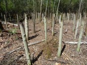 The test plot at the Harrison Experimental Forest in Saucier, Miss.—classified as a severe decay hazard according to the AWPA Fungal Decay Hazard Map—is filled with longleaf-pine posts.