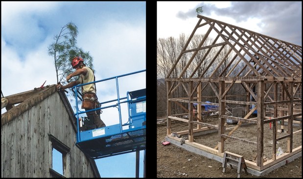 The author tops out a restored barn’s frame with an evergreen bough or “wetting bush” in northern Vermont (above left). Here (above right), a wetting bush was placed on the ridge of a restored timber frame (the frame was dismantled, repaired, and moved to a new location by the author’s crew). The restored frame was used a main structure for a new home.