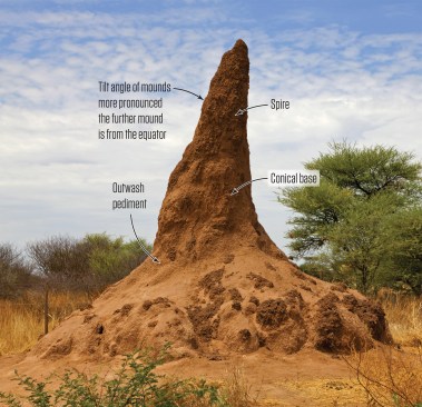 Termite mounds in sub-Saharan Africa typically consist of a spire, a conical base, and a broad outwash pediment consisting of eroded soil. They use the sun to thermoregulate. This Macrotermes mound in Namibia tilts north toward the sun in an effort to heat all sides equally.