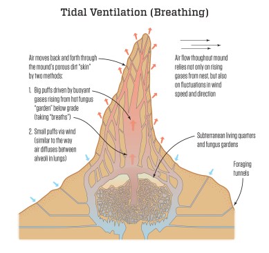 The aboveground portion of the mound serves as a breathing and moisture-management apparatus, helping to promote airflow to subterranean living quarters.