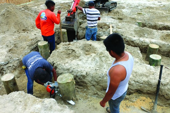 As the trenches are finished, one crew member cuts the pilings 4 to 6 inches above the floor of the trench with a chain saw.