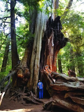 In Washington’s temperate rain forests, trees—like this giant red cedar are much larger.
