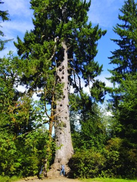 Another rain forest “champion” is this giant Sitka spruce.