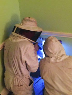 A 3-foot square of interior wall was removed to reveal the bees.