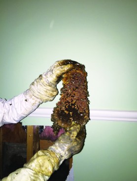 The bees were safely vacuumed up and relocated. The comb (and honey) were taken out and the cavity cleaned.