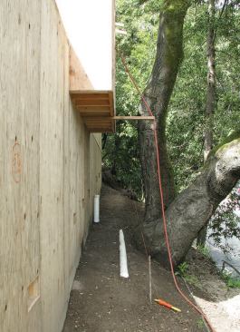 The tree roots continue to grow undisturbed beneath the grade beams.