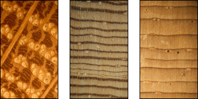 Sample growth rings of oak (left), pitch pine (middle) and white pine (right).