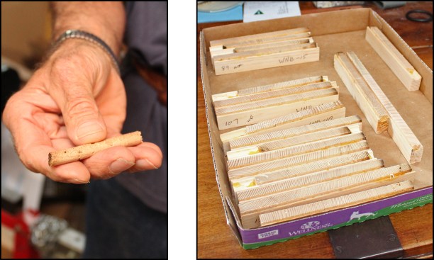 Core samples (left) are glued longitudinally into custom wood mounts and are sanded down using successively finer grit paper to a mirror-smooth finish. Here, recently cored spruce samples from a barn in Whately, Mass., are ready to be measured (right).