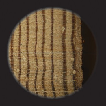 Here, a pitch pine sample is viewed under a microscope fitted with crosshairs in one eyepiece; the waney edge is on the right.