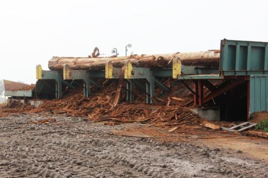 Whenever possible, logs are debarked prior to being sawn because when trees are felled and dragged they become caked with dirt and grit, which greatly shortens the life of the blades used to turn them into lumber. These logs (which have already lost some of their bark) are waiting to be run through the debarker.