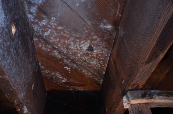 “People were not prepared for what they were going to have to do,” says organizer Terri Bennett. “The worst houses, the mold looked like cotton candy.”