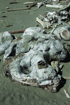 As tempting  as wood like this twisted  and knobby giant of a  burl might be, removal  of driftwood is highly  regulated.