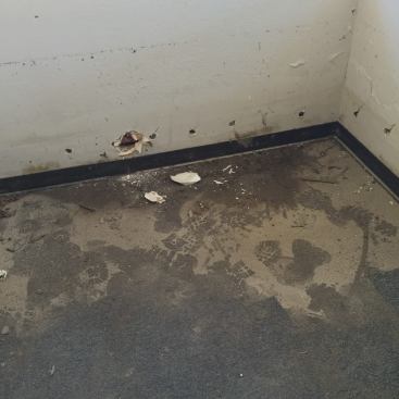 Can you see the flood line about 3 feet up the wall on the drywall?