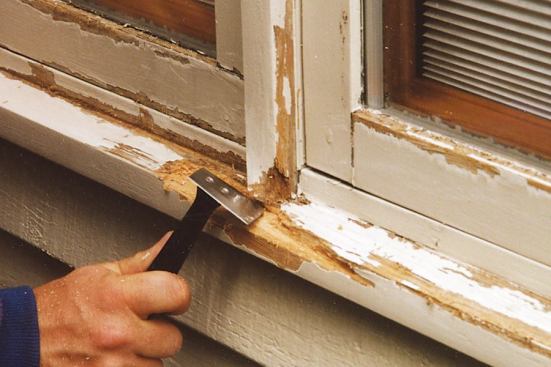 Scraping wood windows before they are repainted removes disbonded paint and reveals areas where rot has taken hold.