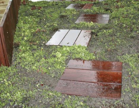 These green-roof panels contain a drought-resistant mixture of sedum and thyme. As the root systems spread, the seams between the panels will disappear.