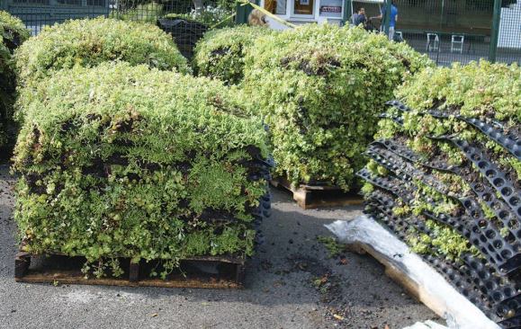 When shipped, the vegetated panels weigh about 100 pounds apiece and are stacked about 12 to a pallet.