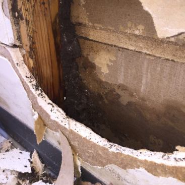 Remove the drywall so the studs inside can dry out.