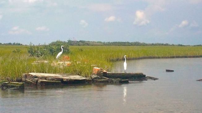 Fishing for their dinner, herons stand on the flooded remnants of graves by the shore at the abandoned cemetery of Leeville, La. Sea levels at this location have risen four or five feet in the last 100 years; the town was abandoned in the early 1900s after destructive hurricanes flooded the location.