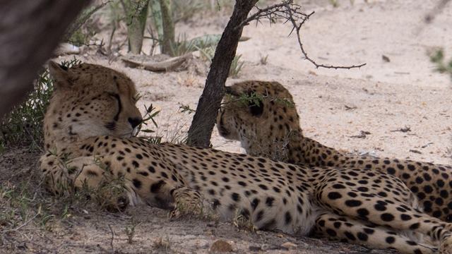 Here are two male cheetahs resting in the shade.