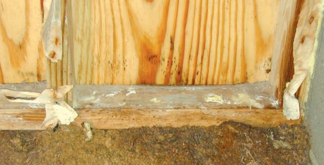 There was fungus even on the surface of the treated wood wall plate.