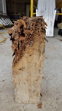 There is a myth that all the adhesive in some types of engineered wood means they are less prone to rot. Not so. Here, an untreated Parallam beam that was extracted from the building shows just how rotten the bottom of an engineered beam can get from sitting in a trough created by poorly designed aluminum capping.