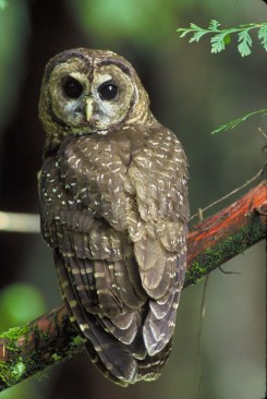 A northern spotted owl perched on a tree in the Six Rivers National Forest. (Photo courtesy United States Forest Service Region 5)