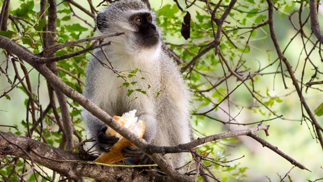 This vervet sneaked in and stole a bun.