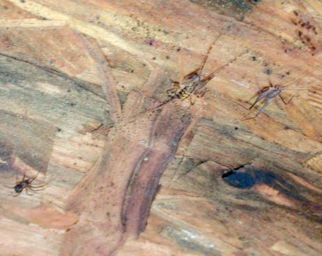 The presence of mole crickets also indicated that the space was constantly damp.