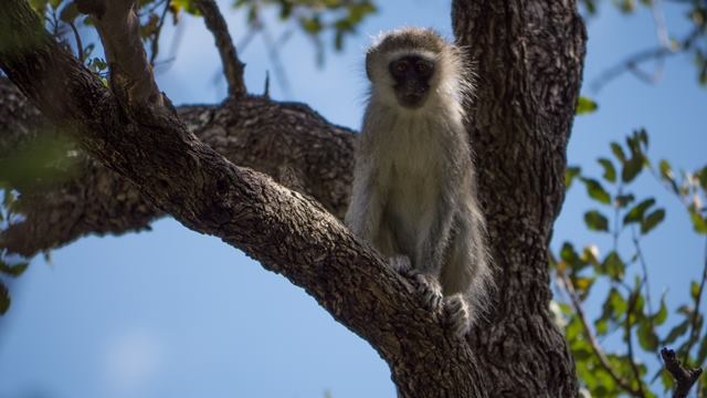 Vervet monkeys roamed the camp freely.