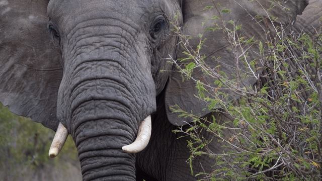 One of the highlights of our trip was a motor tour of the nature reserve. This beautiful female was busy eating, but took a moment to check us out.