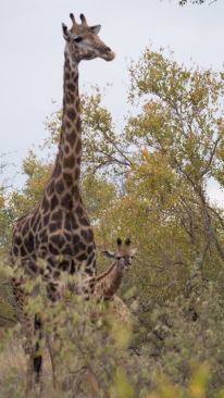 Mother and baby were unconcerned and slightly curious.
