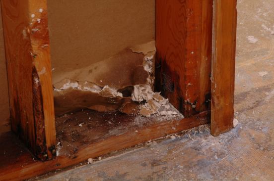 Wet wood will have to be treated and dried thoroughly before new drywall can be applied to prevent the growth of mold.
