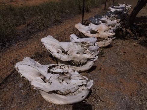 One of the sad sights on our trip was this row of de-horned rhino skulls.