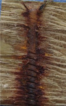 Iron and hydroxyl ions released from corrosion chemically attack the cellulose components in wood and cause loss of strength and structural integrity of the joint. This is ACQ lumber embedded with a zinc-coated screw and exposed at Judgeford for three years.