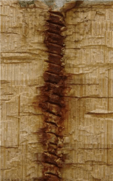 Note how much less black staining there is on this sample, which is CCA-treated lumber embedded with the same fastener in the same location for the same amount of time.