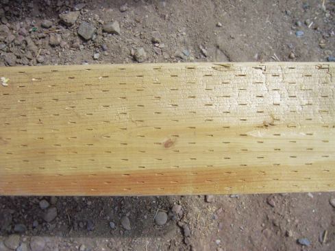 Incising of Douglas Fir lumber helps pressure treatment to penetrate the wood, but is not effective enough to skip the required field treatment of cut ends.