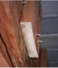 Pressure-treated hem-fir lumber is incised to increase penetration, but often the colored preservative barely soaks in at all, as is evident on this piece of blocking. The end cut should have been coated with preservative; the brown staining visible on the end grain is a sign of rot.