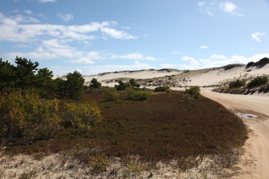 One of the many wild cranberry bogs nestled in hollows of the dunes. 