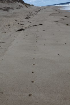 Fresh coyote tracks were a common sight on the beach, although they their best to stay hidden from view. They scavenge shellfish washed ashore as well as shore birds that they happen to catch.