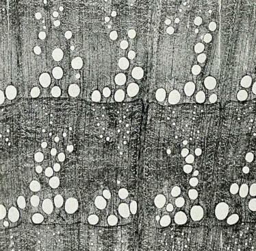 Most red oak comes from the Eastern States. The size and arrangement of the large pores make it distinct from white oak. It does not form tyloses so the pores remain open and not as water or decay resistant as most white oaks, and the these open pores contribute to the fairly high shrinkage of red oaks upon drying. Surprisingly, rapidly grown second-growth wood is generally harder and tougher than the finer textured old-growth wood.