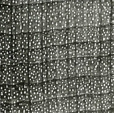 Sugar maple is known as a "hard maple"; it is denser and stronger than red maple or silver maple. It's strength comes primarily from the thickness of the cell walls in the fibers that run vertically up the trunk. This photo shows a close-up of endgrain and the fibers are visible as the dark areas between the pores; they are clusters of many fiber cells sliced crosswise.